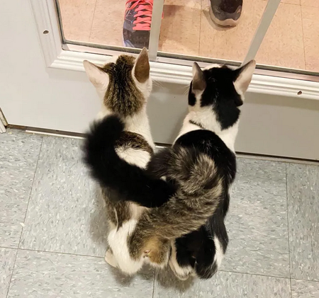Две кошки, которые вместе вырастили восемь котят, каждый день ждут у стеклянной двери в приюте.-3