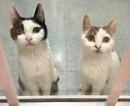 Две кошки, которые вместе вырастили восемь котят, каждый день ждут у стеклянной двери в приюте.-5