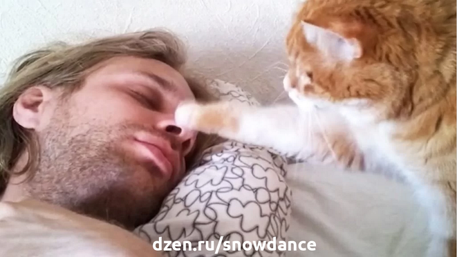 Хотя кошки имеют репутацию ленивых животных, которые проводят большую часть времени в поисках следующего места для сна, на самом деле они чрезвычайно... трудолюбивы.-3