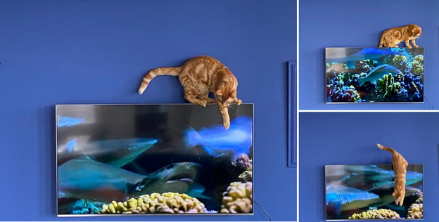 Кошки - очень любят визуальную стимуляцию. Поэтому неудивительно, что они любят телевизионные программы, которые показывают мир природы.