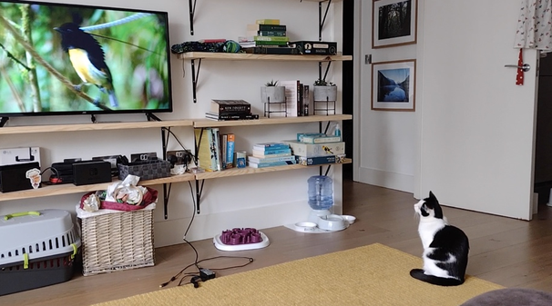 Кошки - очень любят визуальную стимуляцию. Поэтому неудивительно, что они любят телевизионные программы, которые показывают мир природы.-3