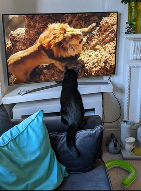Кошки - очень любят визуальную стимуляцию. Поэтому неудивительно, что они любят телевизионные программы, которые показывают мир природы.-4