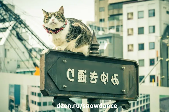 По-японски кошка - "нэко". Самая простая ассоциация - кошка Манеки Нэко, приносящая удачу, с поднятой лапой, или всемирно известная Hello Kitty.-2