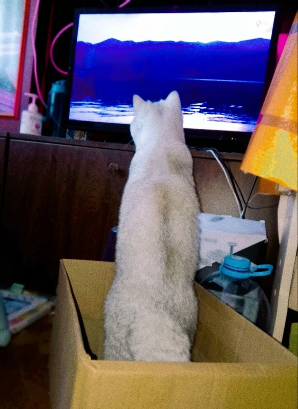 Наш Джоник любит смотреть телевизор... Особенно передачи о дикой природе.  Пытается впрыгнуть внутрь экрана! Вот интересно, не все кошки реагируют на телевизор... Джоник у нас уникальный кот!-2