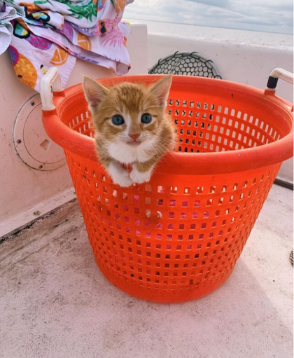 В основном я кошачий пес | Источник @carolinejarvis / Instagram https://www.instagram.com/p/CGNJsiXgLrJ/