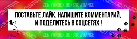 Один кот приобрел широкую известность после своих многочисленных побегов. Он любит открывать двери и выпускать других кошек. Кот Куилти - весьма своеобразный персонаж.-11