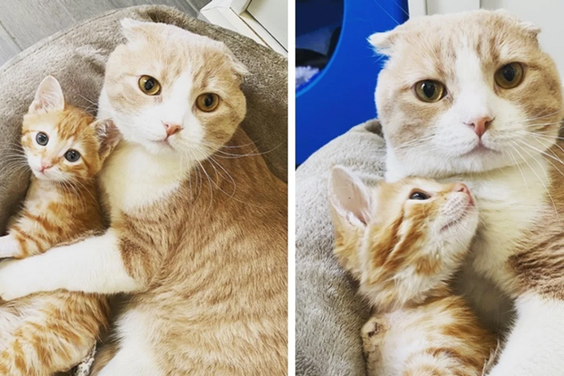 Кот попал в ветеринарную клинику, и получил шанс на лучшую жизнь. Теперь он помогает другим нуждающимся.