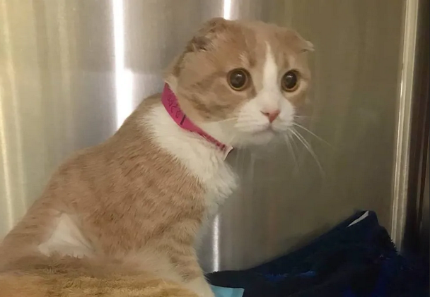 Кот попал в ветеринарную клинику, и получил шанс на лучшую жизнь. Теперь он помогает другим нуждающимся.-4