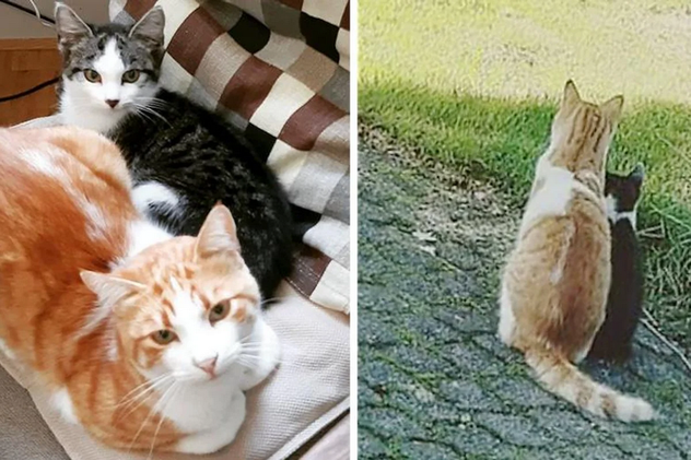 Кот принес домой бездомного котенка и вырастил его самым счастливым котом. Прошлым летом бездомный котенок появился на заднем дворе дома одной семьи в Нидерландах.