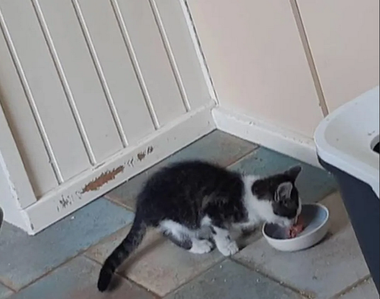 Кот принес домой бездомного котенка и вырастил его самым счастливым котом. Прошлым летом бездомный котенок появился на заднем дворе дома одной семьи в Нидерландах.-6