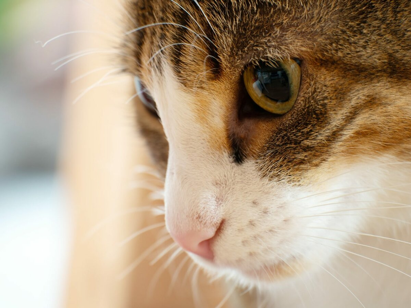 Абердинская кошка, пропавшая 10 лет назад, наконец-то воссоединилась с хозяевами. В 2011 году Форбс пропал в Абердине, оставив после себя расстроенных родителей.