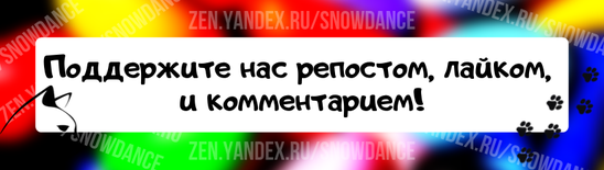 Не только люди спасают кошек. Но и кошки помогают, спасают людей! Посмотрите на эти чудесные, волшебные истории!-4