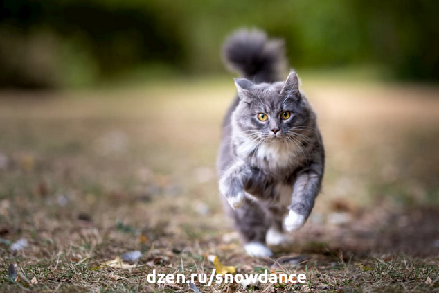 Кот выходит и сразу возвращается? Одна из самых раздражающих привычек гуляющих кошек
