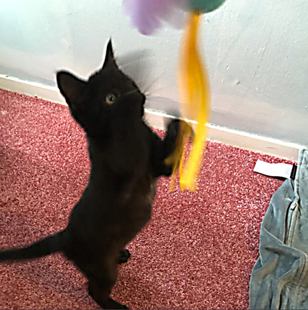 Крошечный черный котенок получил имя Генриетта после урагана, из-за которого она чуть не погибла. К счастью, спасатели вовремя спасли ее, и  все закончилось хорошо.-6