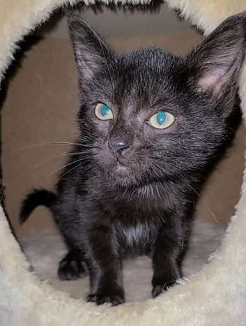 Крошечный черный котенок получил имя Генриетта после урагана, из-за которого она чуть не погибла. К счастью, спасатели вовремя спасли ее, и  все закончилось хорошо.-8