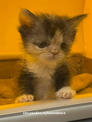 Пара котят, родившихся раньше срока, была доставлена в "Приют Мерфи", чтобы получить шанс на жизнь. В возрасте двух недель они были очень маленькими и нуждались в интенсивной терапии.-2