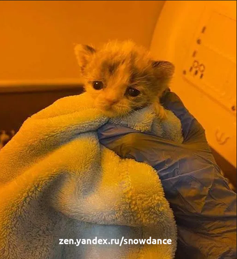 Пара котят, родившихся раньше срока, была доставлена в "Приют Мерфи", чтобы получить шанс на жизнь. В возрасте двух недель они были очень маленькими и нуждались в интенсивной терапии.-5