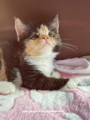 Пара котят, родившихся раньше срока, была доставлена в "Приют Мерфи", чтобы получить шанс на жизнь. В возрасте двух недель они были очень маленькими и нуждались в интенсивной терапии.-7