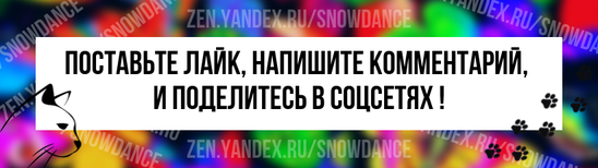 Котенок, который носил жилет для груди, добился больших успехов и нашел кошку, с которой проведет всю свою жизнь.-12