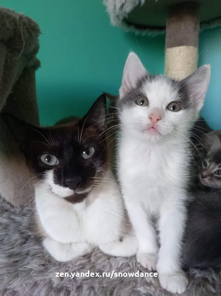 Несколько недель назад кошка и ее котята были доставлены в службу спасения животных.-3