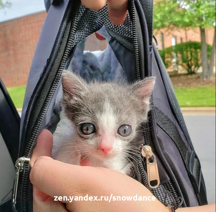 Котенок с врожденным заболеванием весит в два раза меньше, чем должен бы. Но то, чего ему не хватает в размерах, он компенсирует  характером.-10