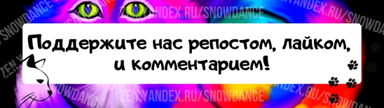 Котенок с врожденным заболеванием весит в два раза меньше, чем должен бы. Но то, чего ему не хватает в размерах, он компенсирует  характером.-12