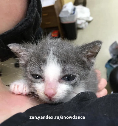 Котенок с врожденным заболеванием весит в два раза меньше, чем должен бы. Но то, чего ему не хватает в размерах, он компенсирует  характером.-2