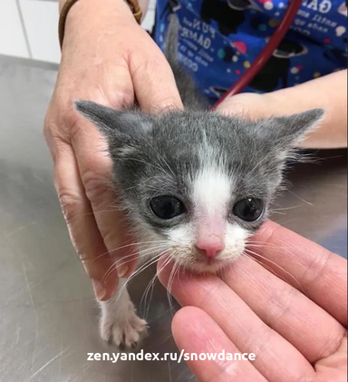 Котенок с врожденным заболеванием весит в два раза меньше, чем должен бы. Но то, чего ему не хватает в размерах, он компенсирует  характером.-5
