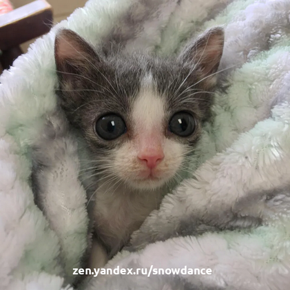 Котенок с врожденным заболеванием весит в два раза меньше, чем должен бы. Но то, чего ему не хватает в размерах, он компенсирует  характером.-6