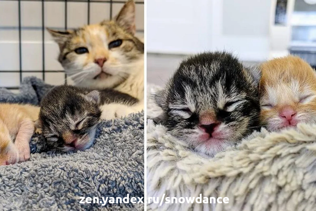 Котенок воссоединился со своим братом, который родился на три дня позже. Теперь они вместе.