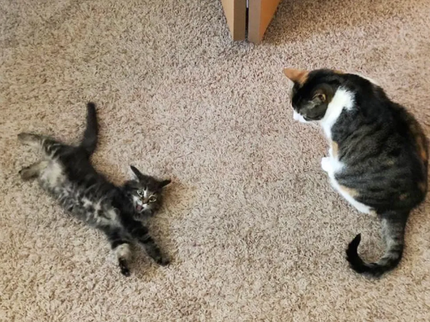 Гамлет встретил свою новую кошачью сестру - кошку Кэтрин 