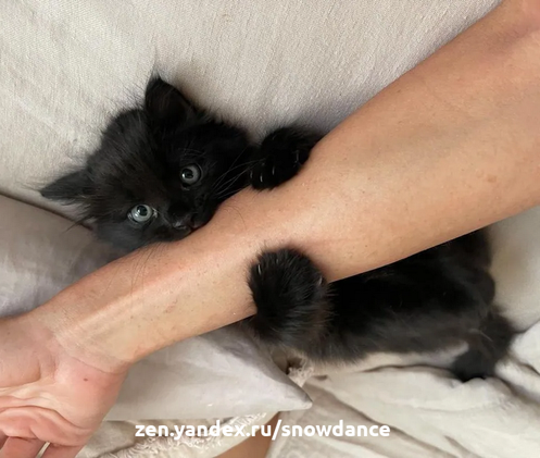 Котенок, которого заметили в офисном здании, пригрелся, решил довериться людям и мурлыкать. Тейлор Николс услышала звук, похожий на кошачий писк, когда была на работе в конце прошлого месяца.-8