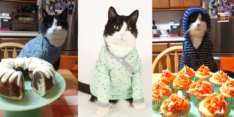 Если и есть что-то, что любят большинство кошек, так это проводить время на кухне.