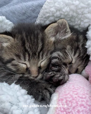 Котята-близнецы, которым нужна была мама, нашли заботливую кошку, которая помогла их вырастить. Пару котят принесли в службу спасение котят за шансом на лучшую жизнь.-5