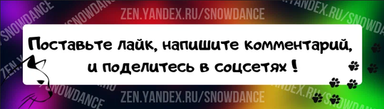 Котята, спасенные с улицы, выросли и стали обожать милую собаку, считая ее своей "мамой". Помет из четырех котят был найден на улице, когда им было около трех недель.-10