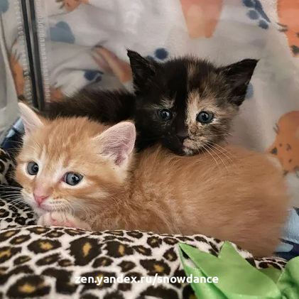 Флауэр и Блум, рыжий и черепаховый котята, попали в организацию по спасению животных в Индианаполисе вместе со своей мамой-кошкой.-4