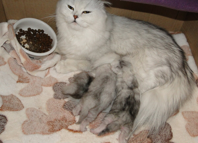 Котята-сосунки очень умилительные. Они так мило сосут мамочку... Топчут ее лапками. Но котята могут быть и очень "вредными", упрямыми сосунками...-2