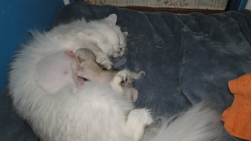 Котята-сосунки очень умилительные. Они так мило сосут мамочку... Топчут ее лапками. Но котята могут быть и очень "вредными", упрямыми сосунками...-3