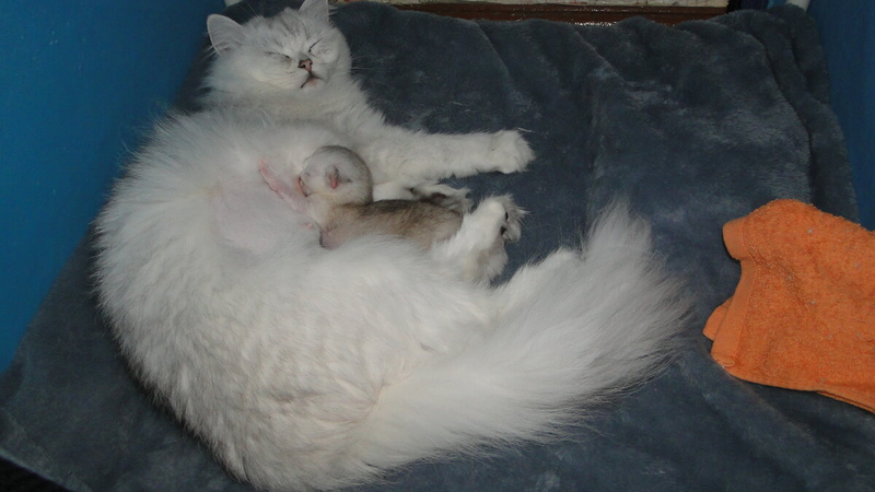 Котята-сосунки очень умилительные. Они так мило сосут мамочку... Топчут ее лапками. Но котята могут быть и очень "вредными", упрямыми сосунками...-3-2