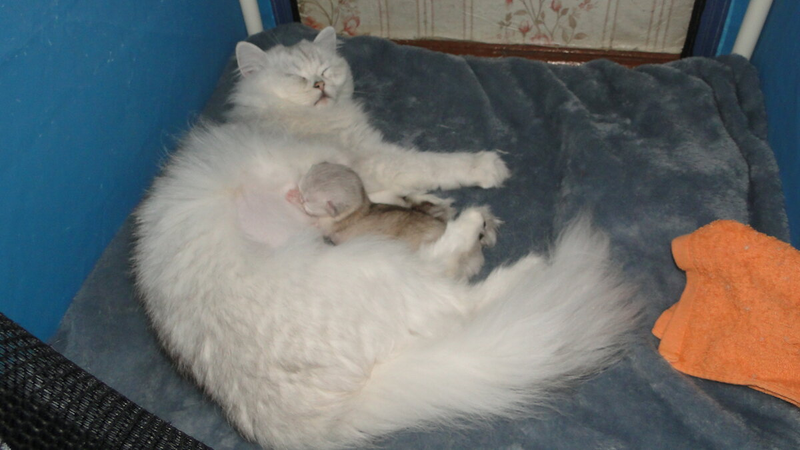 Котята-сосунки очень умилительные. Они так мило сосут мамочку... Топчут ее лапками. Но котята могут быть и очень "вредными", упрямыми сосунками...-3-3