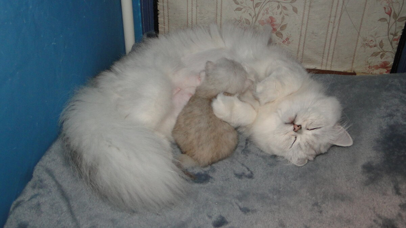 Котята-сосунки очень умилительные. Они так мило сосут мамочку... Топчут ее лапками. Но котята могут быть и очень "вредными", упрямыми сосунками...-4