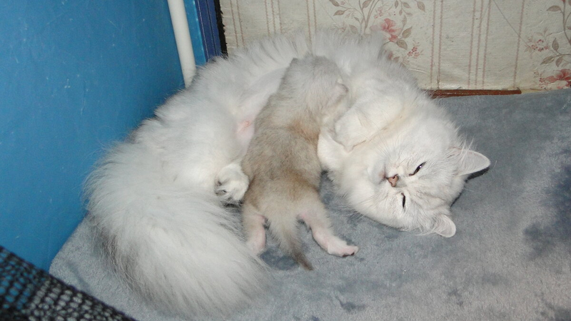 Котята-сосунки очень умилительные. Они так мило сосут мамочку... Топчут ее лапками. Но котята могут быть и очень "вредными", упрямыми сосунками...-4-2