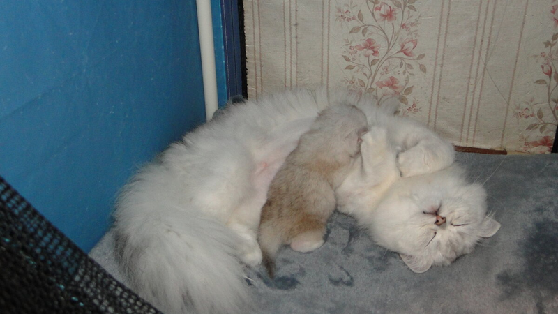 Котята-сосунки очень умилительные. Они так мило сосут мамочку... Топчут ее лапками. Но котята могут быть и очень "вредными", упрямыми сосунками...-4-3