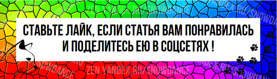 Если вам нравится иметь в доме несколько питомцев, вы наверняка задумывались о том, чтобы держать и собак, и кошек.-7