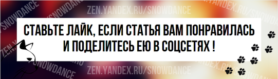 Кошки мейн-кун - одна из самых популярных пород кошек благодаря своему дружелюбному характеру, огромным размерам и красоте.-5