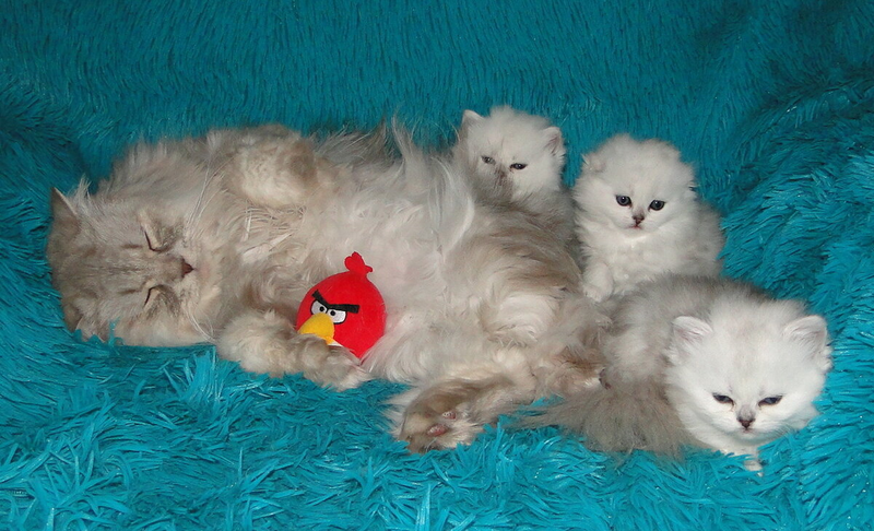 Бастиан с Касиными котятами от другого кота