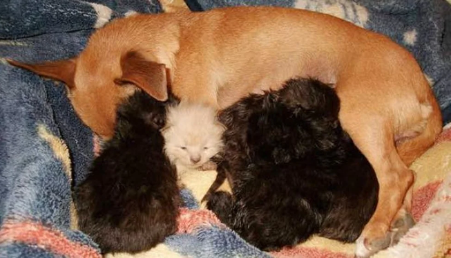 Мама-собака потеряла своего единственного щенка и была опечалена этой трагедией, но когда к ней пришли пять котят-сирот, она приняла их 
 и стала о них заботится, как о своих собственных.