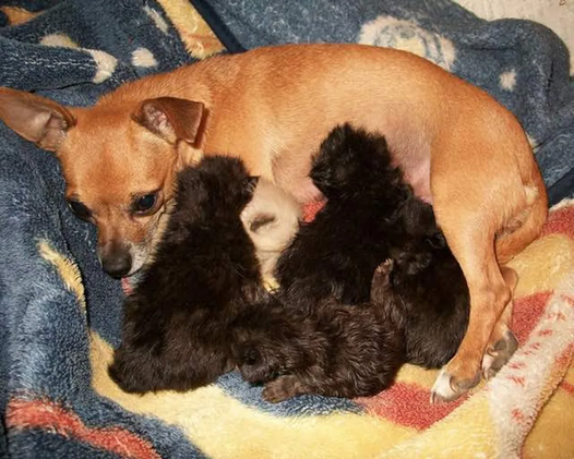 Мама-собака потеряла своего единственного щенка и была опечалена этой трагедией, но когда к ней пришли пять котят-сирот, она приняла их 
 и стала о них заботится, как о своих собственных.-2