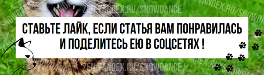 Мы, конечно, знаем, что наши кошки испытывают эмоции. Их поведение  доказывает это. Легко понять, когда ваш питомец расстроен, или, наоборот, доволен своей жизнью.-4