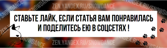 Большинство кошек активны и общительны. Однако, как и люди, они могут проявлять признаки депрессии.-4